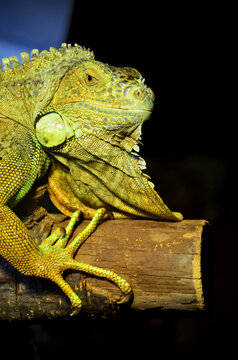 Iguane vert