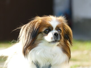 Kleiner Hund ist genervt und ist kurz davor zu bellen. Tibet Spaniel, Tibetan Spaniel, Wau,...
