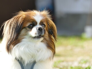 Kleiner Hund ist genervt und ist kurz davor zu bellen. Tibet Spaniel, Tibetan Spaniel, Wau,...