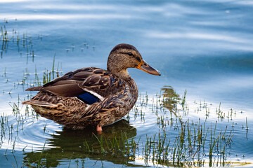 Wild motley waterfowl duck on lake water close-up with copy space. Birds and animals in wildlife concept. Amazing mallard duck swims in lake or river with blue water. Concept hunting game wild ducks.