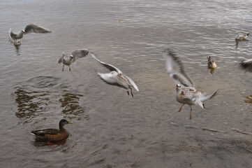 Naklejka premium seagulls on the beach