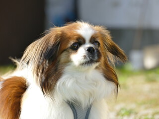 Kleiner Hund ist genervt und ist kurz davor zu bellen. Tibet Spaniel, Tibetan Spaniel, Wau,...