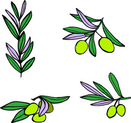 Green olives set, branch olives. Hand drawn vector illustration
