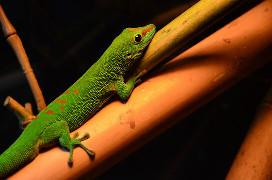 L&eacute;zard vert