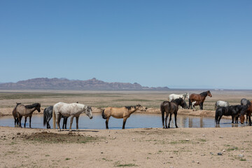 Fototapeta na wymiar Wild Horses at a Desert Waterhole in Utah