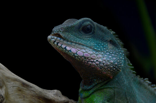 L&eacute;zard bleu