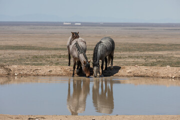 Obraz premium Wild Horses at a Desert Waterhole in Utah