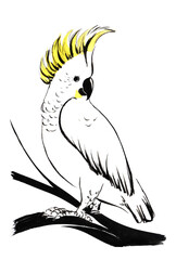 A white parrot cockatoo with a yellow tuft sits on a branch. Hand drawn ink watercolor illustration with brush strokes. Isolated on white background
