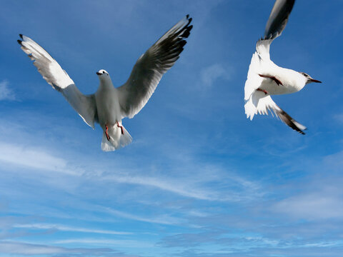 Mouettes du lac L&eacute;man