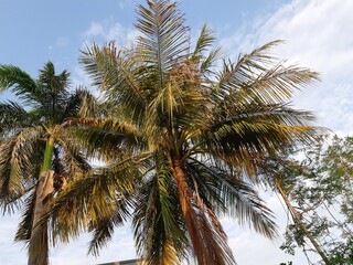 Beautiful view of the coconuts tree with blue sky and the clouds
