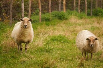 sheep in the field