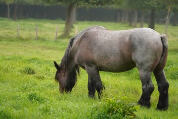 horse grazing in a field