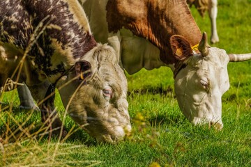 cows in a field