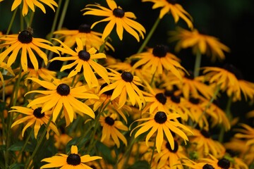yellow flowers in the garden