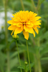 Rudbeckia flower or golden ball flower close - up view