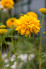 Rudbeckia flower or golden ball flower close - up view