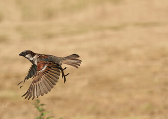 Sparrow in flight
