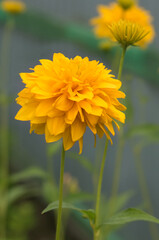 Rudbeckia flower or golden ball flower close - up view