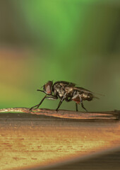 fly on leaf