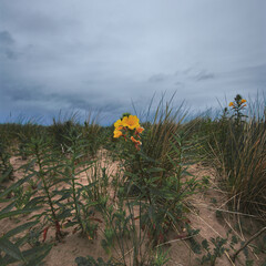 Yellow flower on beach
