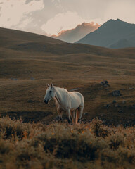 beautiful white horse grazes against the backdrop of high mountains
