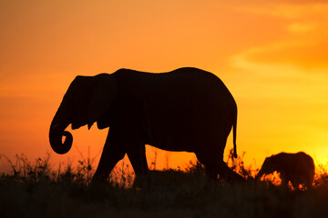Obraz na płótnie Canvas Walking African elephant silhouette against sunset light