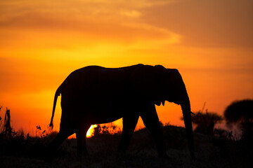 Fototapeta na wymiar Walking African elephant silhouette against sunset light