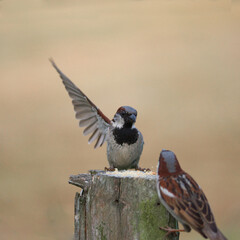 Sparrow with wing open