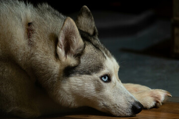 portrait of a husky