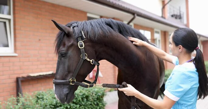 Female veterinarian doctor conducts physical examination of black horse 4k movie