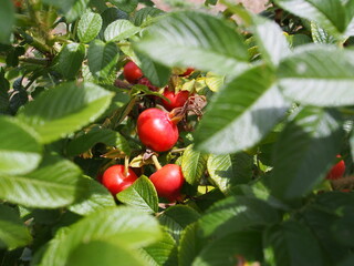 真っ赤に熟したハマナスの実