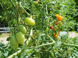 まだ青いミニトマトの実