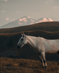 beautiful white horse grazes against the backdrop of high mountains