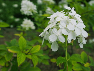 ノリウツギの白い花