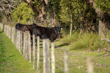 Close up of beef cows and calfs grazing on grass in Australia, on a farming ranch. Cattle eating...