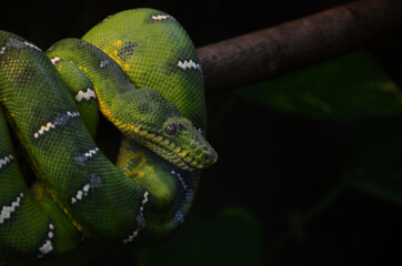 Boa vert