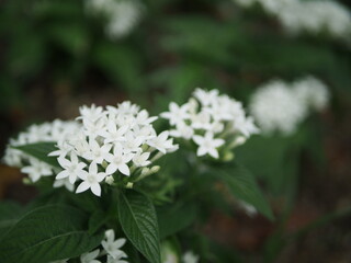 Fototapeta premium 真っ白なペンタスの花