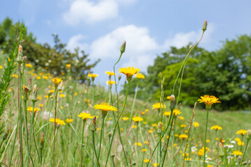 黄色い小花と青空