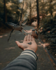 Person hand feeding little birds in the park