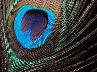Dark background beauty macro peacock feather green blue detail