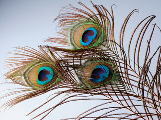 White background beauty focused peacock feathers green blue detail