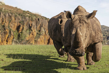 Two adult rhinos running through a green meadow in the natural park of Cabárceno, Cantabria,...