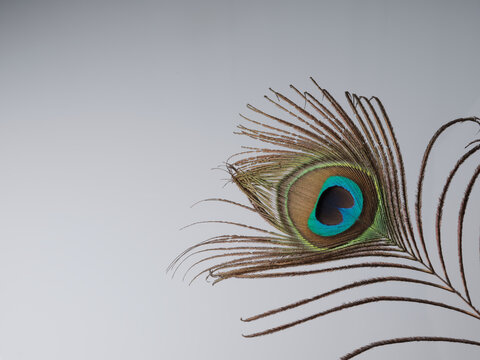 White background beauty focused peacock feather green blue