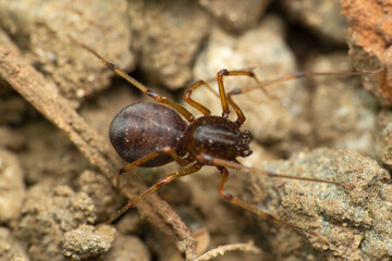 Closeup of Spitting spider, Scytodes thoracica,  Satara, Maharashtra India