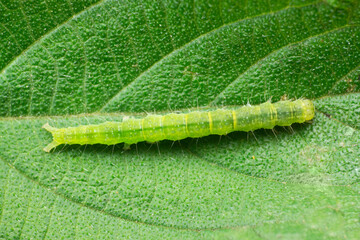 Obraz premium Cabbage looper moth caterpillar.Family Noctuidae, referred to as owlet moths, Trichoplusia ni, Satara, Maharashtra India