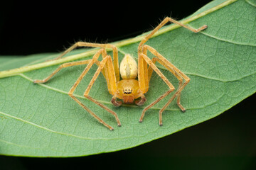 Huntsman spider on leaf closeup view, Olios species,  Satara, Maharashtra India