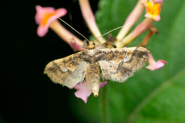 Mung moth  or bean pod boreron lantana flower, Maruca vitrata,  Satara, Maharashtra India