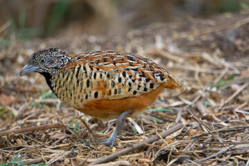 Barred buttonquail or common bustard-quail, Turnix suscitator, Satara, Maharashtra India