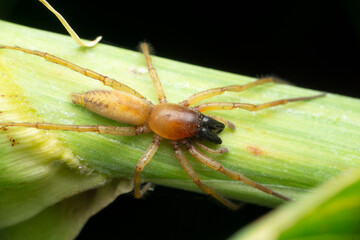Sac spider, Clubiona trivialis, Satara, Maharashtra India