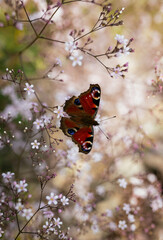 butterfly on a flower